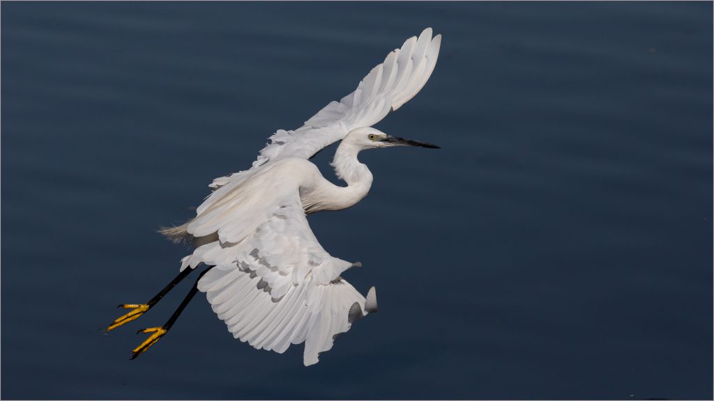 Little Egret Wing Display – Mark Dutton