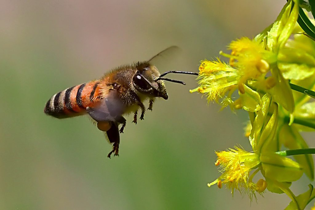 Honeybee close-up - Adriaan Theron