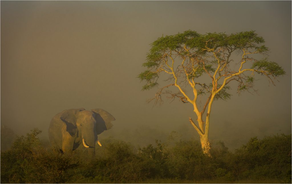 Elephant in the mist – Willie Labuschagne