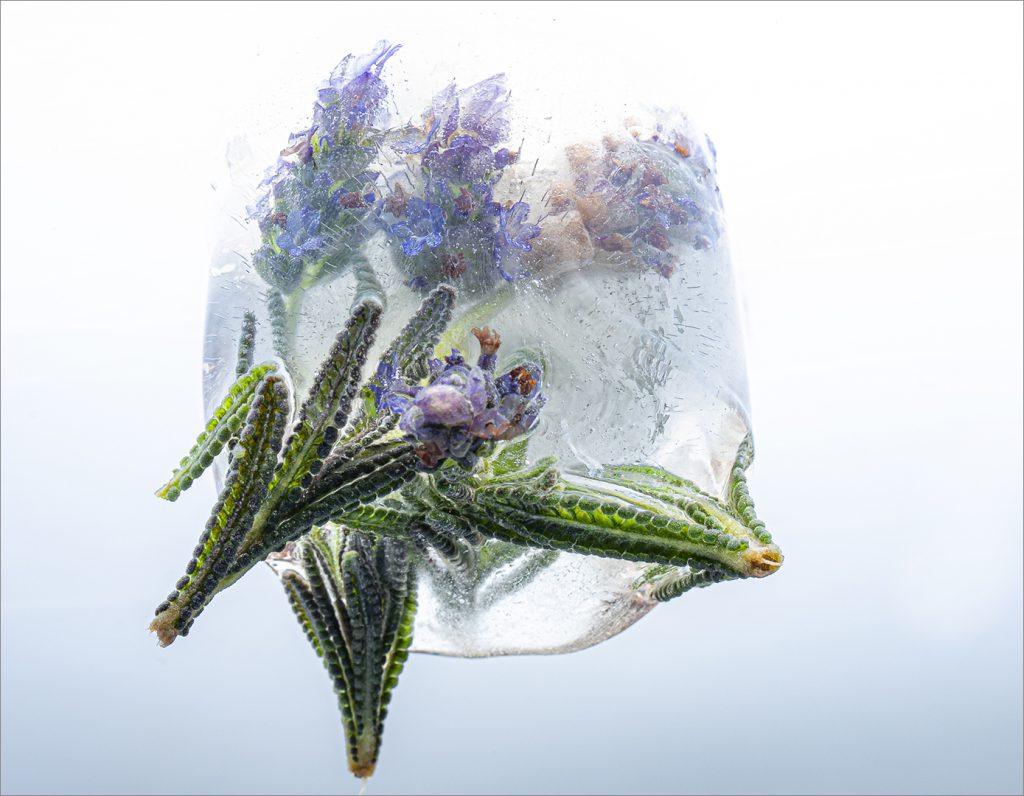 Lavender in ice – Ronel Cronje