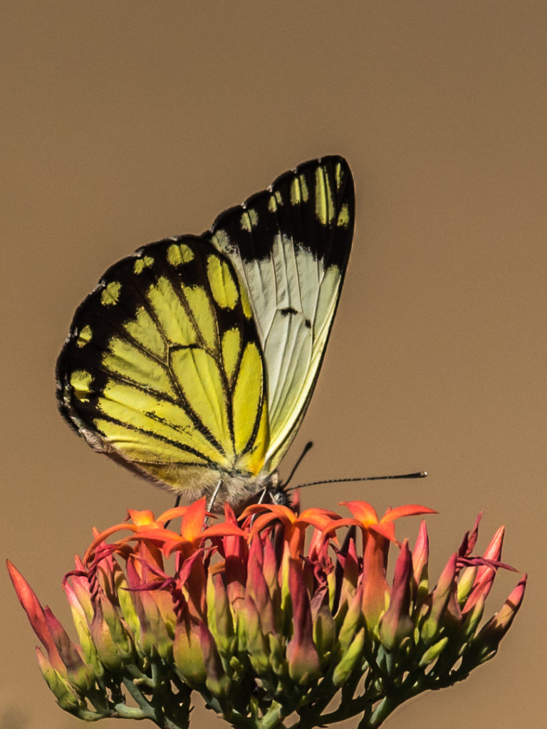Butterfly – Stephan Goosen