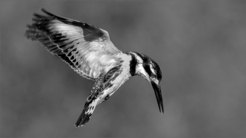 Pied Kingfisher Hover – Mark Dutton