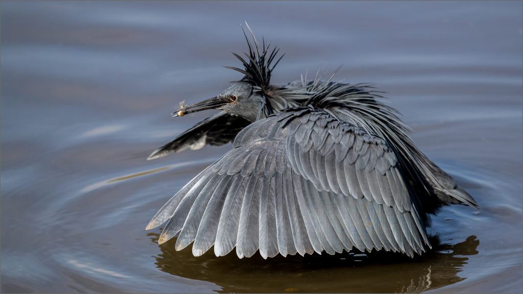 Black Heron Fishing - Mark Dutton