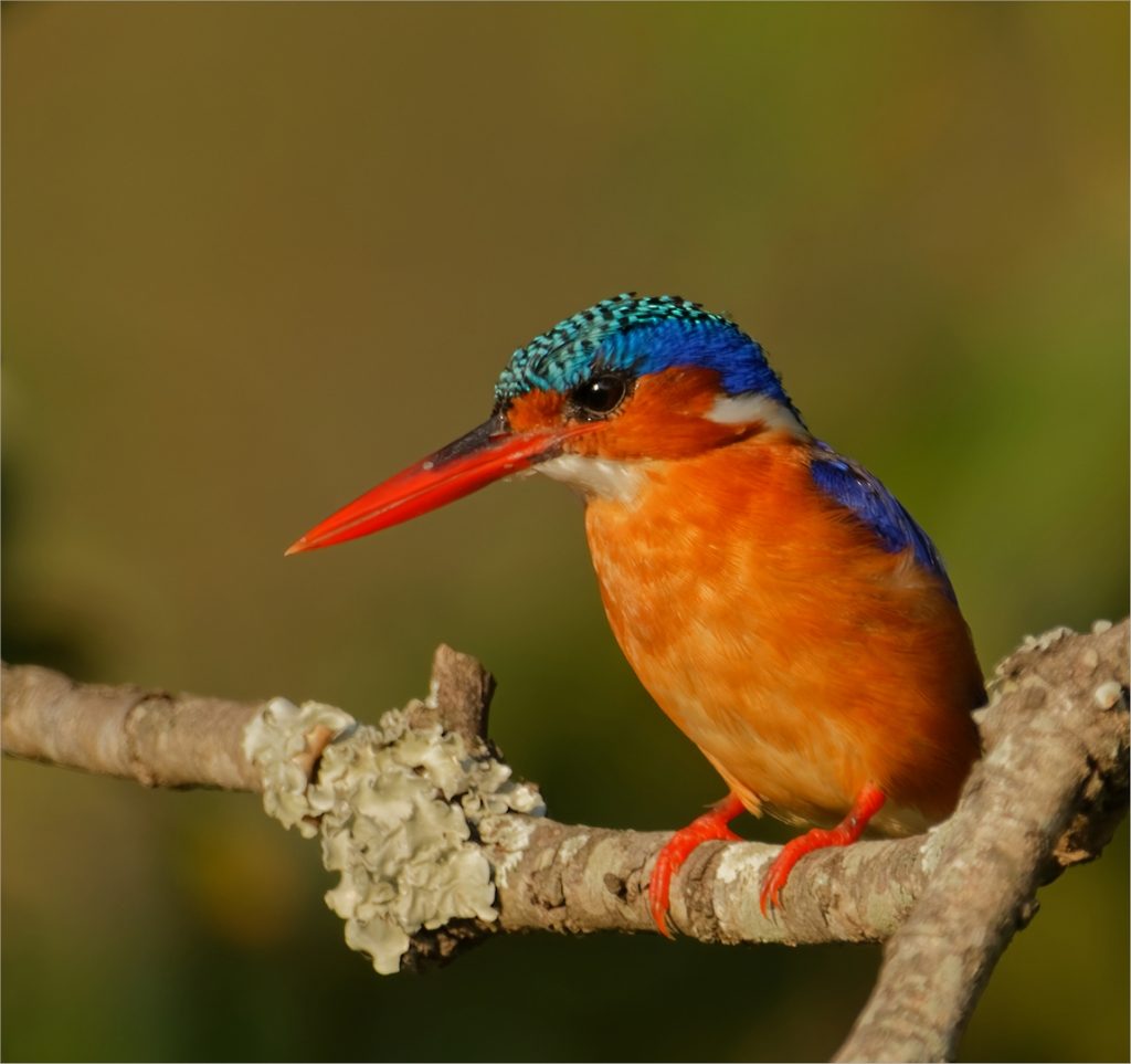 Kingfisher Poised - Schalk Vorster
