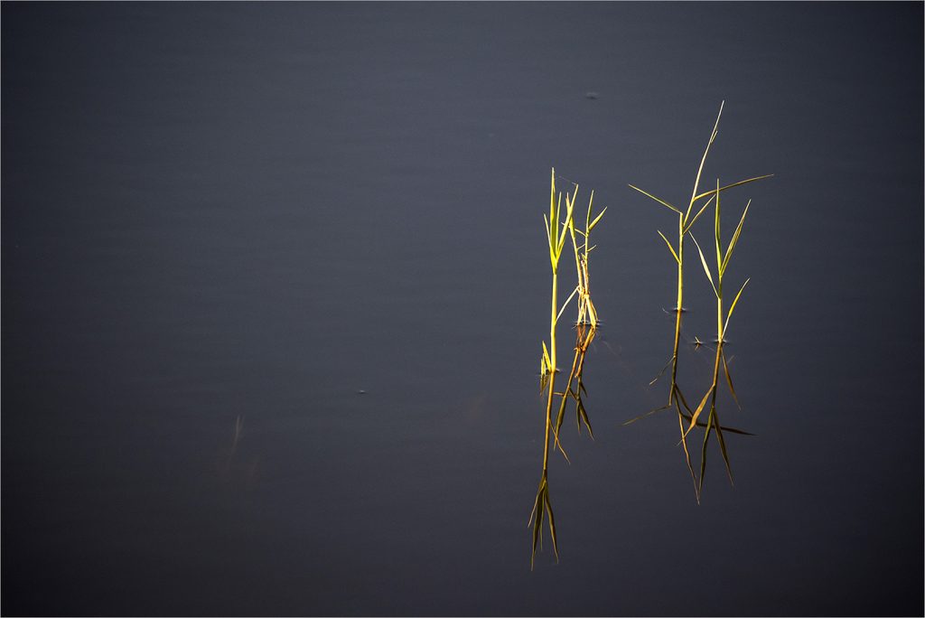 Lonely reeds - Frans Smit