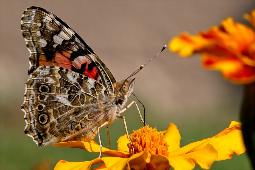 Butterfly on Afrikaner - Adriaan Theron