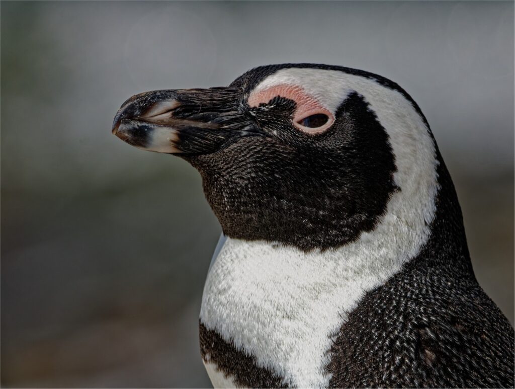 Penguin Profile - Schalk Vorster
