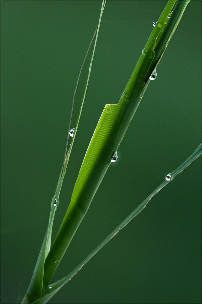 Water droplets on Green Reeds - Willie Labuschagne