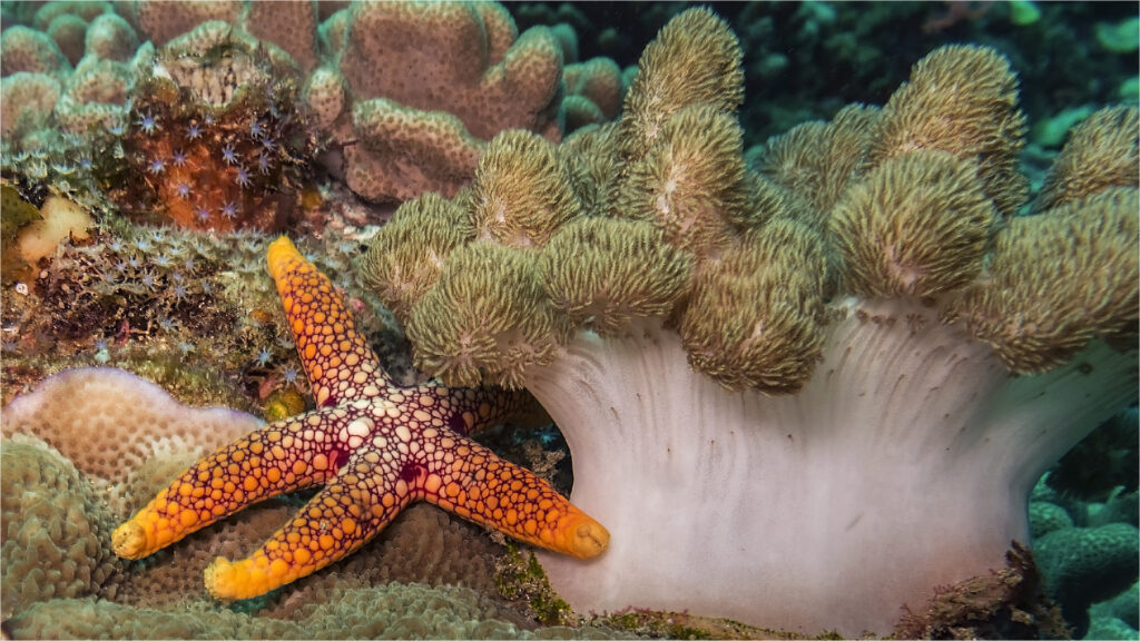 Sea star and soft coral - Willie van Heerden