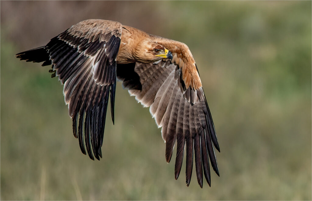 Tawny eagle in flight - Willie Labuschagne