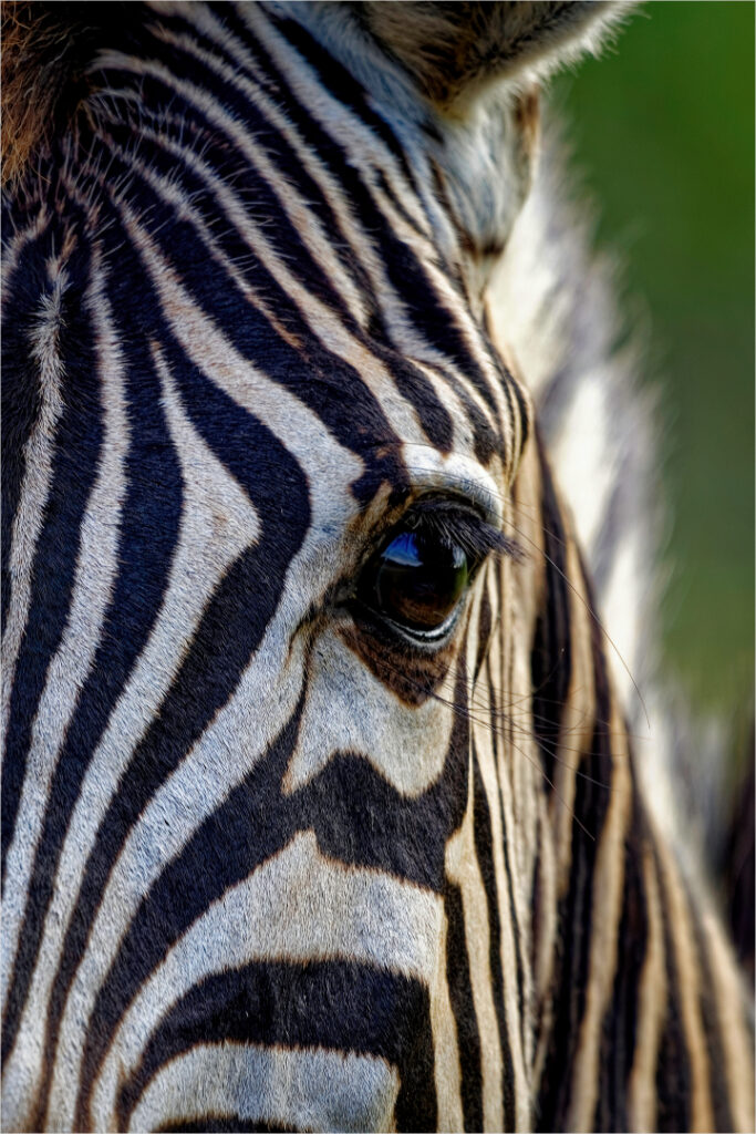 Zebra Close-up - Winton Shrives