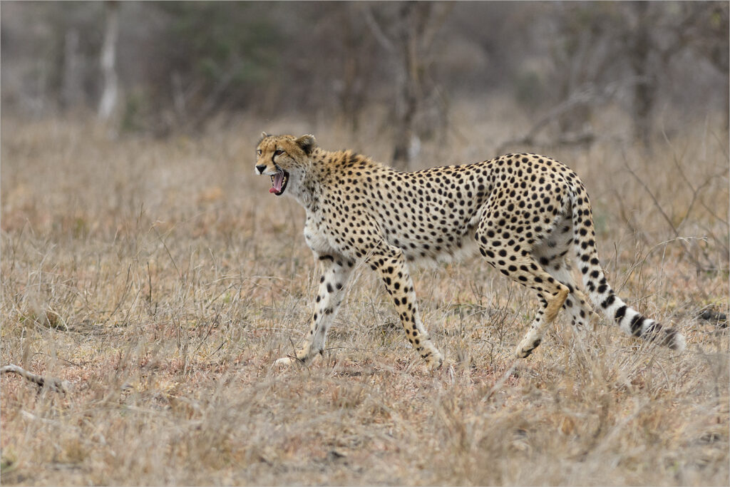 Cheetah on the hunt - Gawie Wolmarans