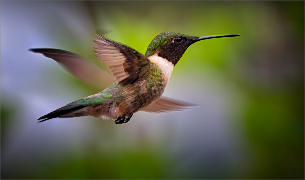 Flying Hummingbird - San3 de Wet