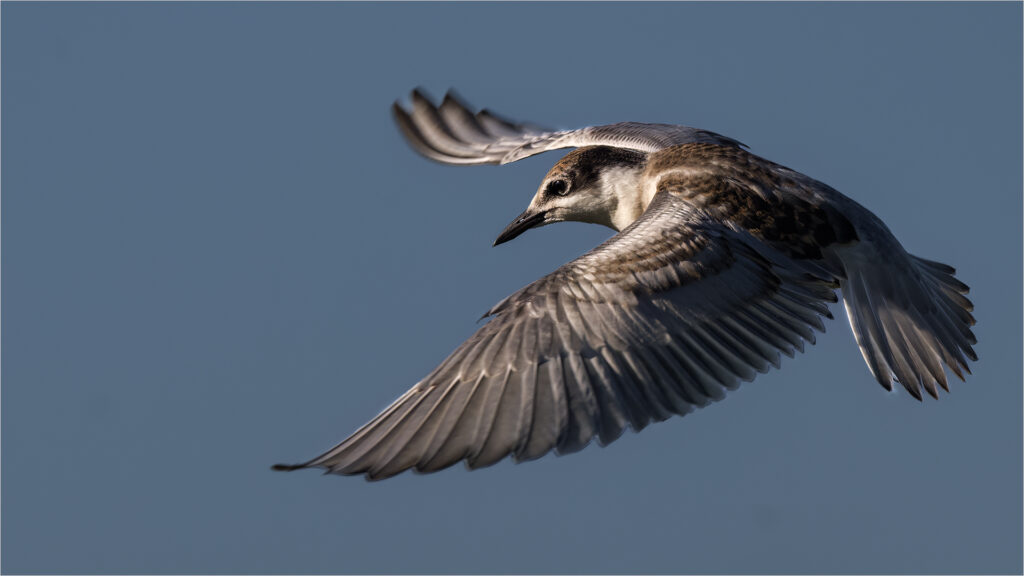 Juvenile whiskered tern in flight - Willie Labuschagne