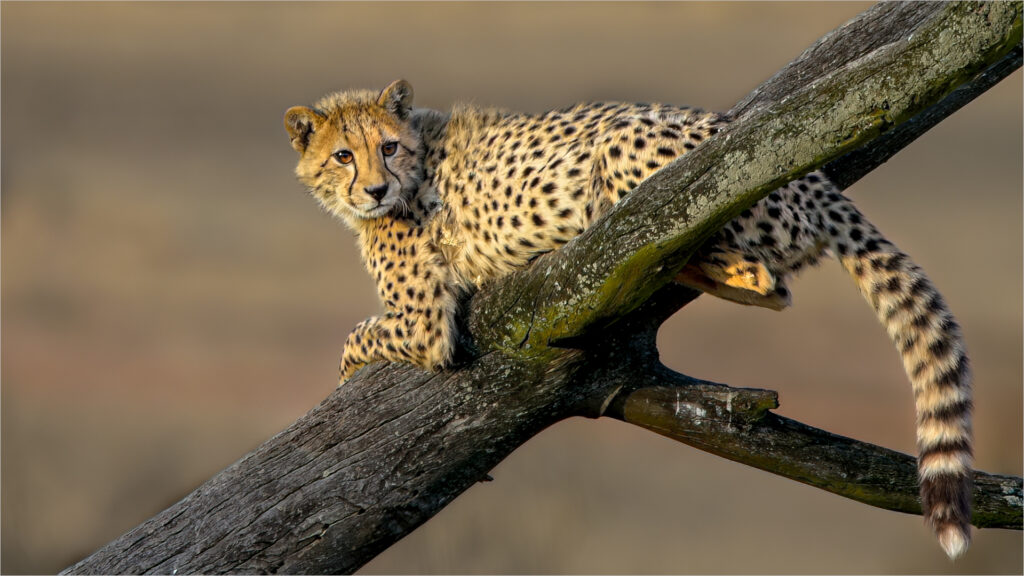 Young cheetah relaxing on tree trunk - Willie Labuschagne