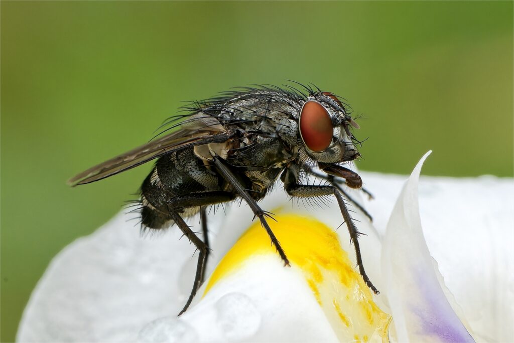 Housefly close-up - Adriaan Theron