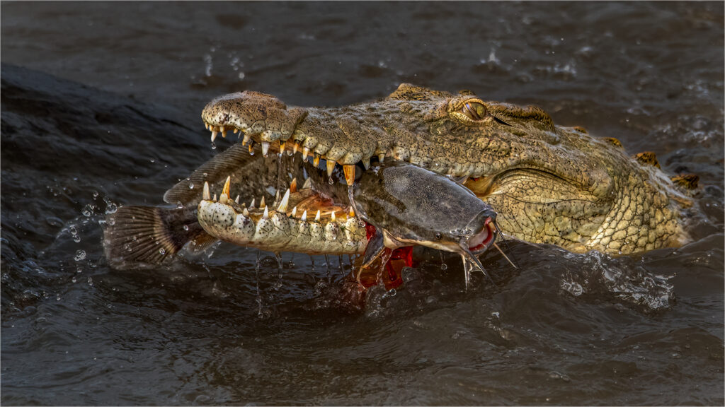 Crocodile with Barbel - Willie Labuschagne