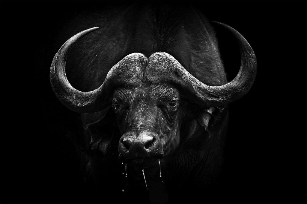 Cape Buffalo - Adriaan Theron